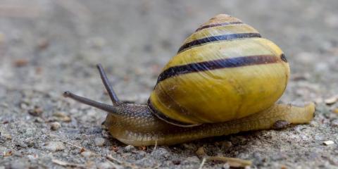 蜗牛死后会还繁衍后代吗